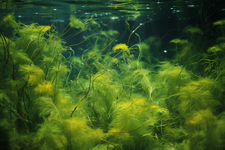 海藻植物水中的绿色浮游生物背景