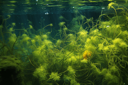 海藻植物水底下的海藻背景