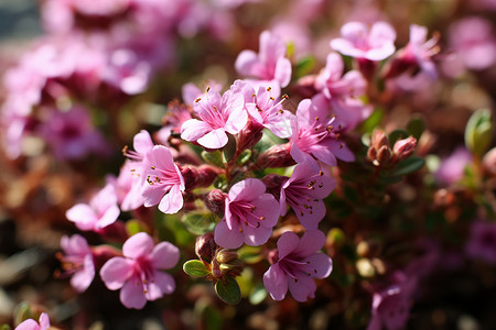 春天美丽的小花背景图片