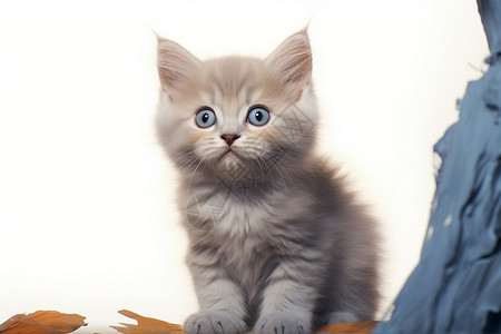 毛茸茸的英短猫背景图片