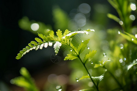 春季雨中鲜嫩的绿植图片