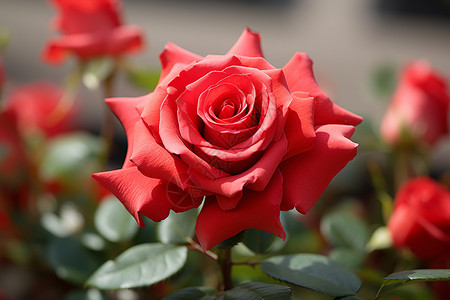 红玫瑰的特写镜头背景图片