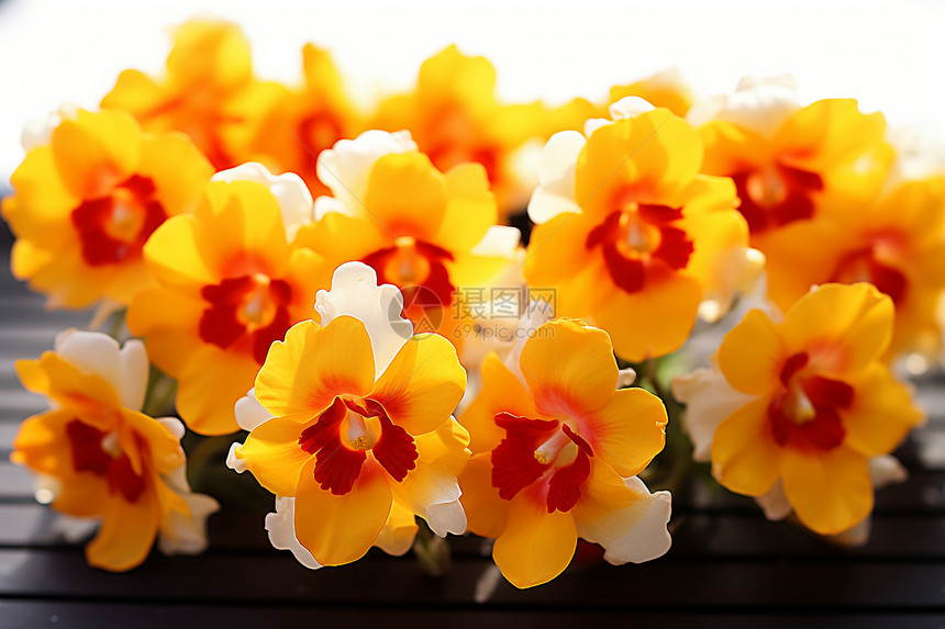 桌面上颜色鲜艳的黄色花朵图片
