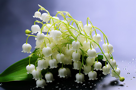 素雅的白色铃兰花朵高清图片