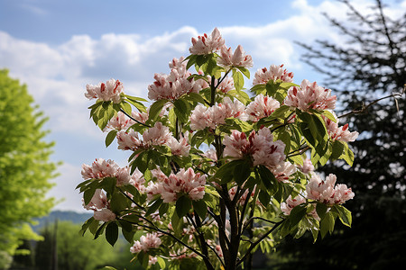 树枝上美丽的粉色花朵图片