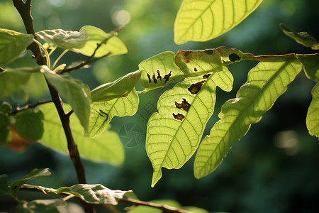 树枝上被虫子啃食的树叶高清图片