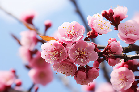 枝干上的美丽樱花图片