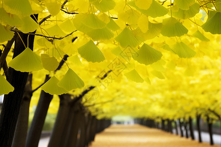 秋日的公园中的黄叶背景图片