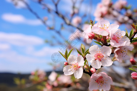 枝头桃花春季果园中盛开的桃花背景