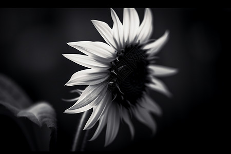 极简主义黑白风太阳花背景图片