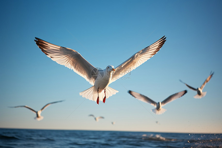 大海上的海鸥图片