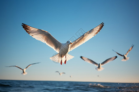 大翅膀大海上的海鸥背景
