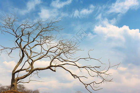 冬日的枯树图片