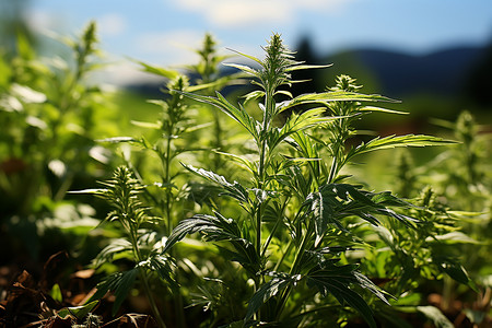 蓝天下的艾蒿植物背景