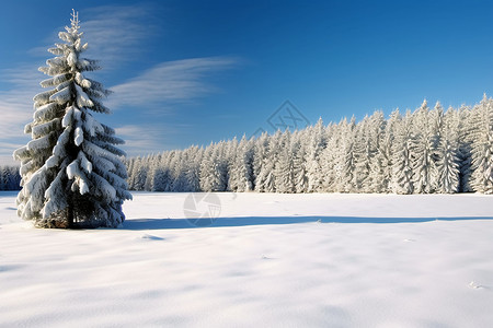 冰天雪地中孤独的树图片