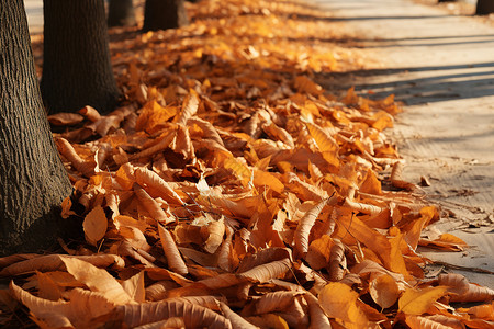 秋天林间的落叶背景图片