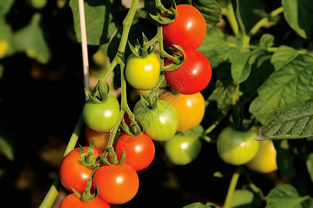 丰收的红绿番茄背景图片
