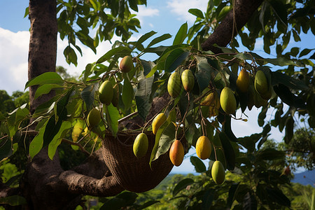 石榴挂在枝头果园成熟的水果挂在枝头背景