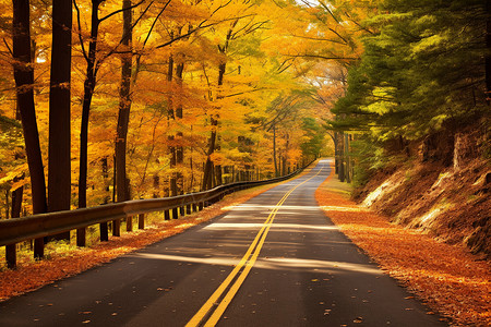 秋叶铺满的乡村小路图片