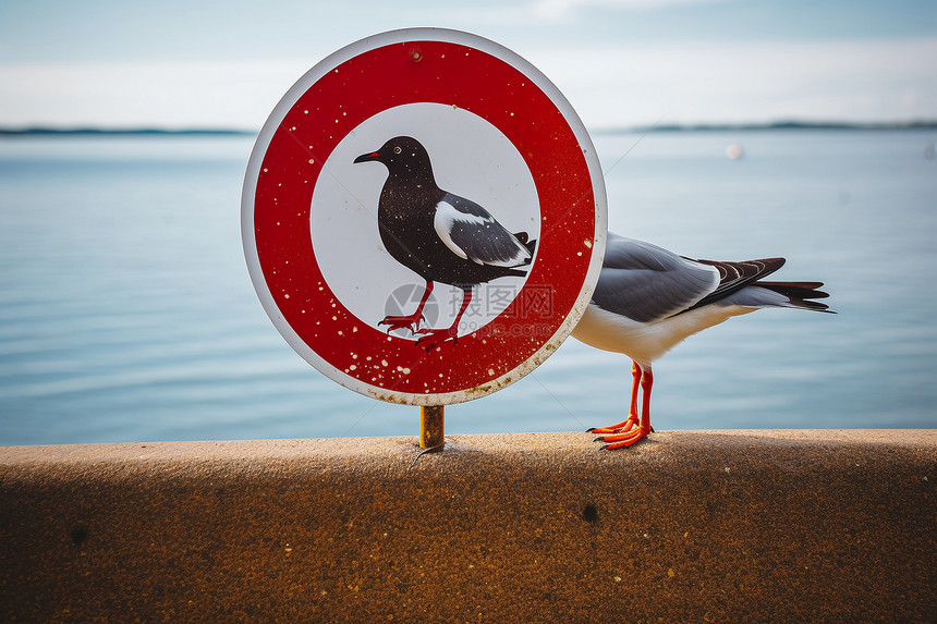 湖边禁止喂鸟图片