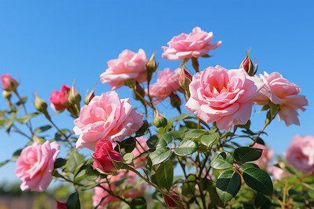 月季玫瑰幽蓝花园背景