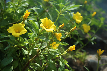 灌木带美丽的黄色花朵背景