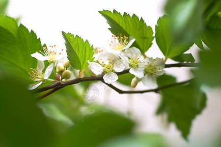 山楂树上的花朵高清图片