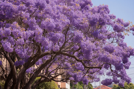 街道中的紫色花树背景图片