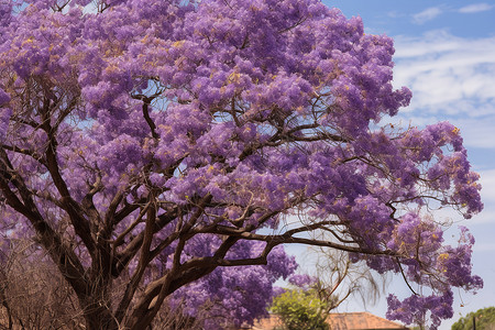 美丽的紫色花树背景图片