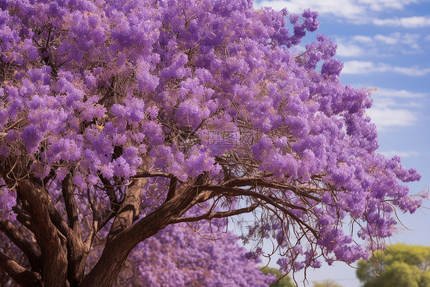 户外的紫色花树图片