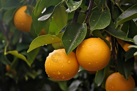 橙子树上的成熟橙子图片
