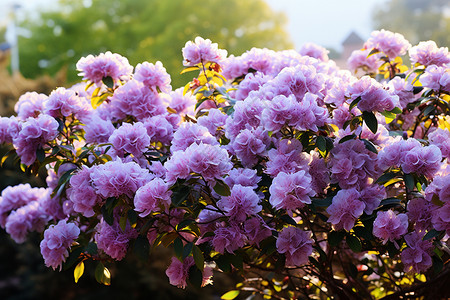 花丛中的紫丁香图片