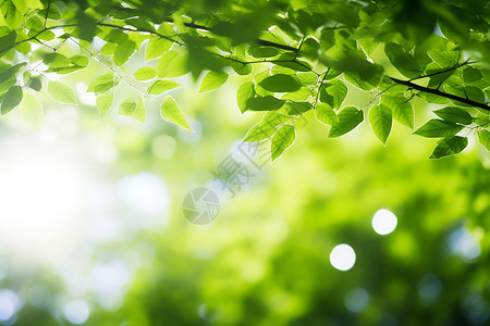 绿叶树下的阳光图片