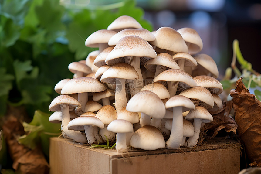 自然美食野生蘑菇图片