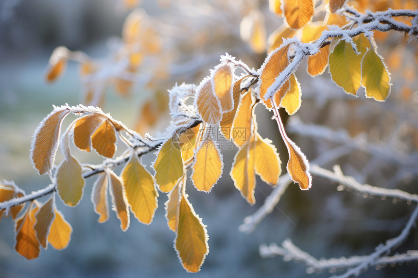冰霜覆盖的树叶图片