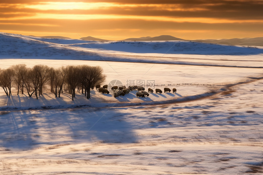 冬日巴杉羊群在雪地上行走图片
