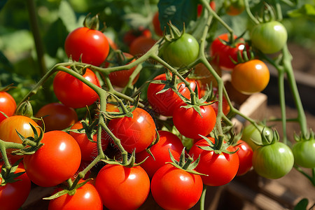 番茄植株植株上长满了一串番茄背景