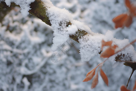 叶上结满了霜冬日枝头雪叶相映背景