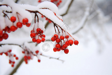 冬日红浆果图片