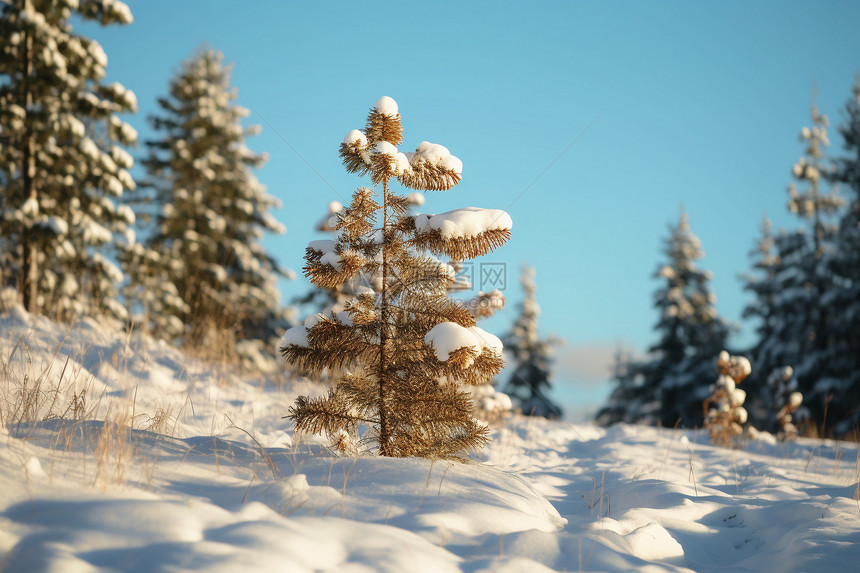 冬日的树木雪景图片