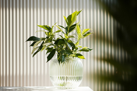花瓶中的绿色植物图片