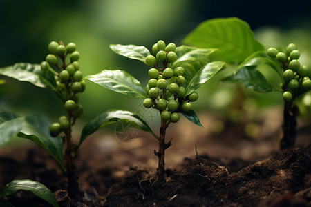 土地上种植的农作物图片