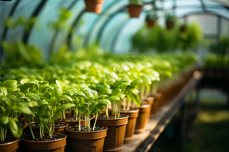 温室里的植物栽培背景图片