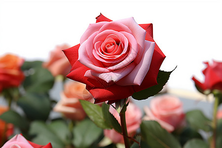 红粉嫁接的蔷薇美丽高清图片素材