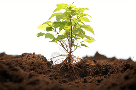 土壤中生长的小树背景图片