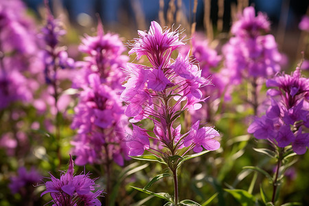 缤纷夏日的紫色鲜花图片
