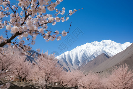 樱花雪春季雪山下盛开的樱花树背景