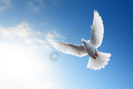 鸽子蓝天空中飞行的白色鸽子背景
