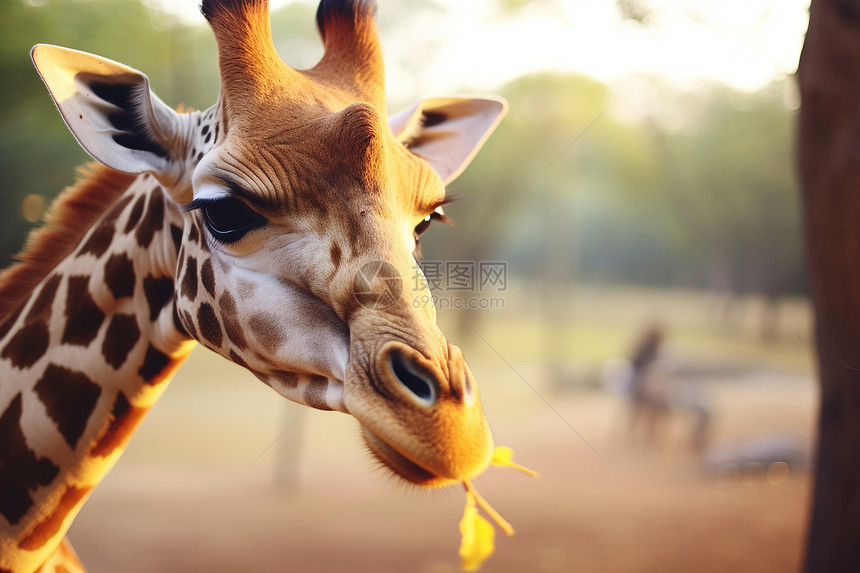 动物园中长颈鹿的特写镜头图片