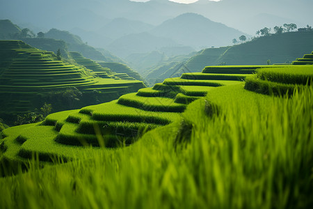 乡村背景下的稻田图片